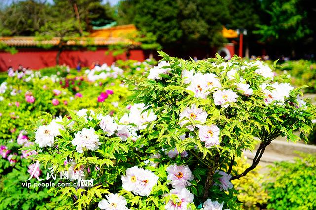 北京：景山公园牡丹进入最佳观赏期