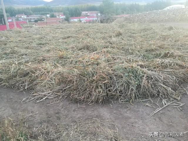 古镇海安的“坝”