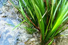 石菖蒲，这4大用途厉害了，好多人不知它的珍贵图片