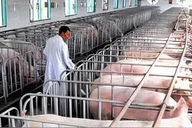 太牛了！湖北造价40亿的养猪大楼，1个人管1500头猪，年产120万头图片