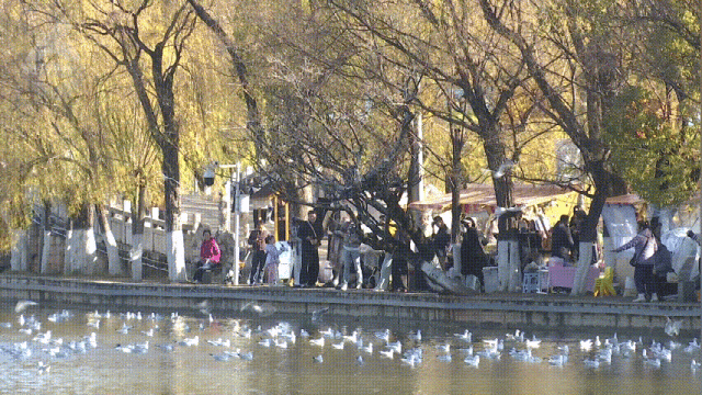 “鸥”经济爆发！昆明元旦酒店订单猛增118%，全靠这群小可爱