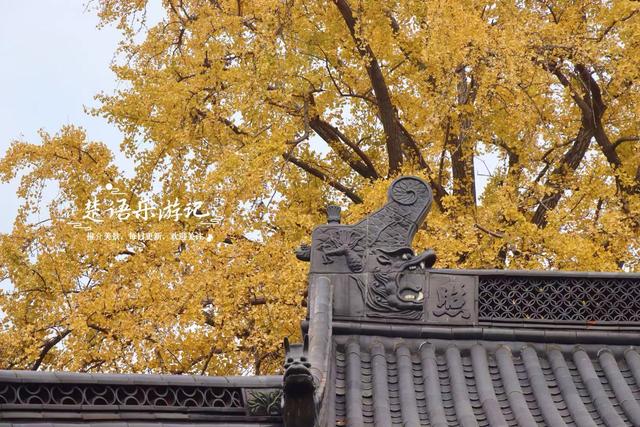浙江宁波这座山巅古寺的银杏火了，红枫与水杉林也很美，堪比油画