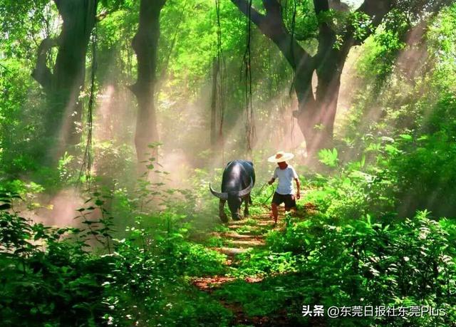 茶山超朗村保护规划获省批复，7.02公顷历史文化遗存将永续守护