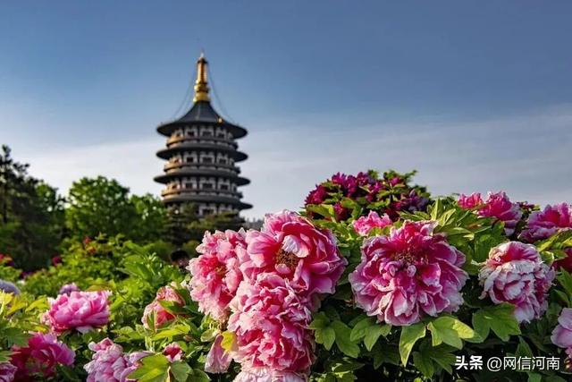 洛阳牡丹当“红”不让 | 大河风物