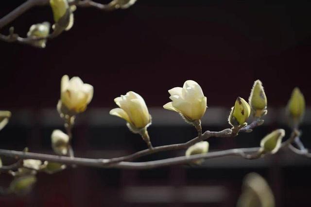 假期去踏青！沈阳推出6条春季特惠游直通车线路