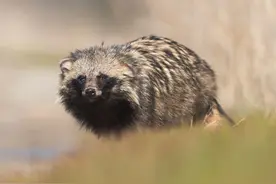 超五千只貉惊现上海小区，咬伤宠物还攻击人？貉为何在上海安家？图片