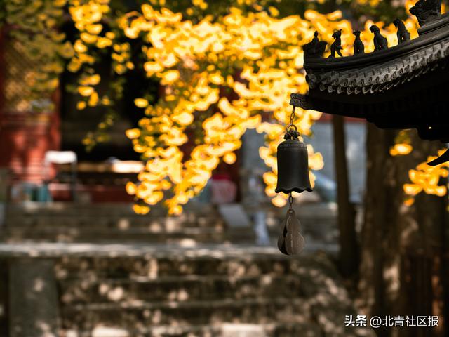银杏美景即将上线！本周五来和平寺，赴秋日文明盛宴