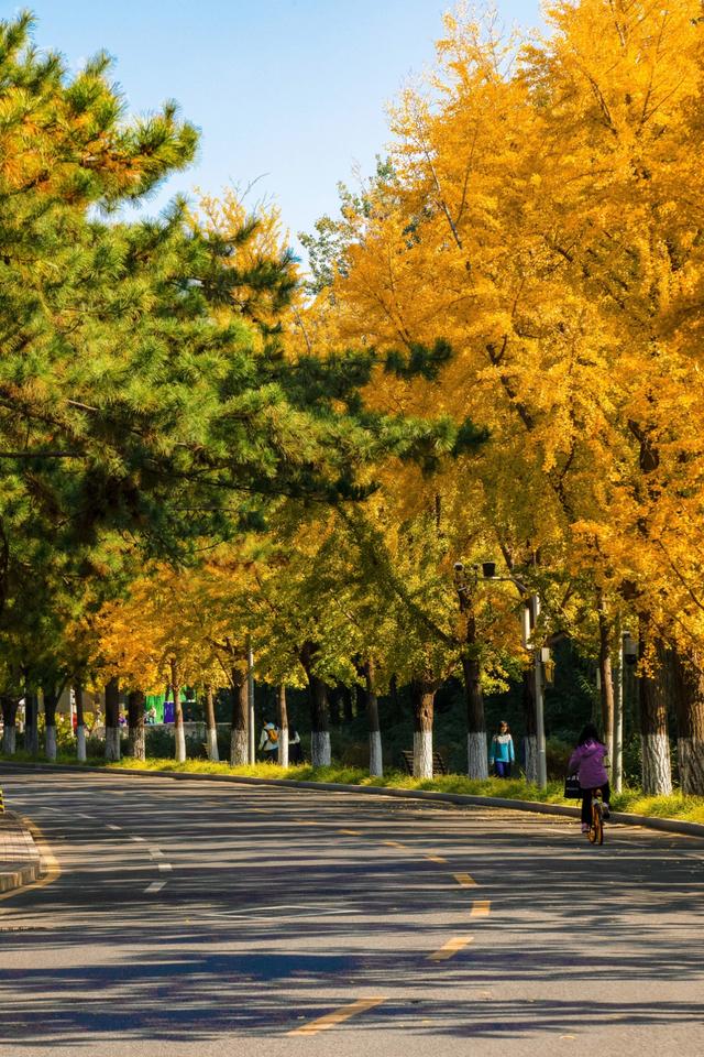 北京最被低估的赏秋地，一定是庄重又典雅清华大学