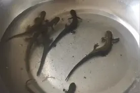 大庆渔民发现六只“不明生物”？原来是它……图片
