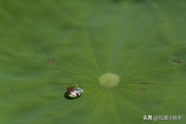 腾龙 90mm F/2.8 Di III MACRO VXD 上手使用体验