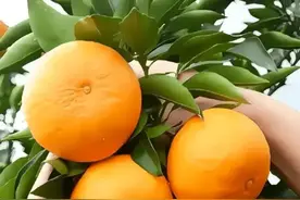卖水果到底有多挣钱猜不到吧！邻居卖耙耙柑一天收入这个数图片