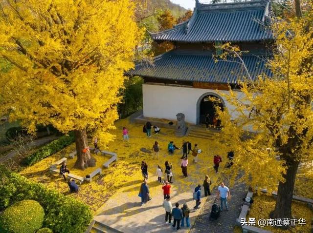 进入最佳观赏期，南通人速去打卡→