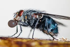 苍蝇“无意”把头搓下来把玩，它想干什么？无头为什么还能活？图片