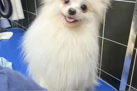 小狗吃了两块洋葱后...图片