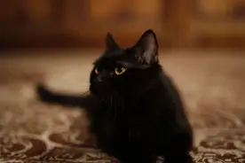 从猫鬼到猫奴：中国撸猫极简史图片