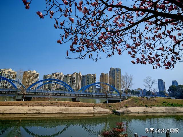 湖北，云梦十里曲阳河畔玉兰开