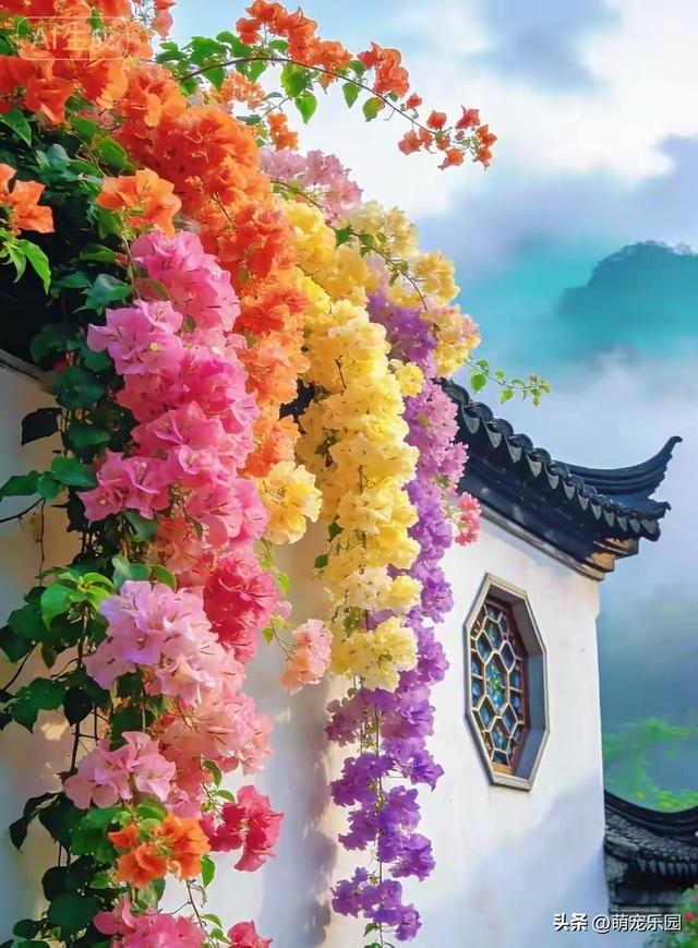 三角梅美得让人窒息，绚烂色彩如彩虹洒落，我完全不敢相信