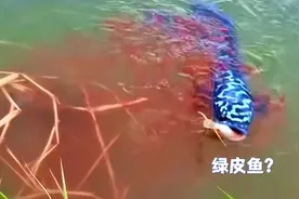 黑龙江男子钓获奇怪“绿皮鱼”，幼鱼冲上来救母，放生还是留下？图片