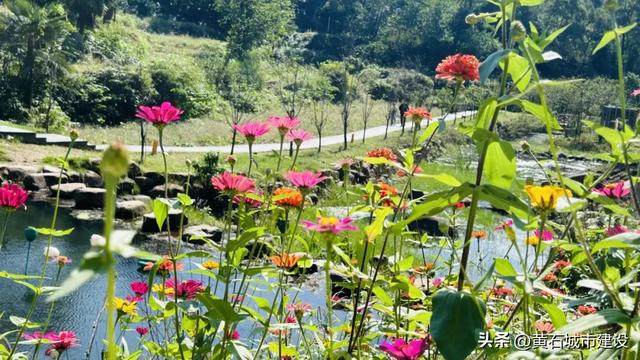 秋日遛娃天花板！黄石这里的百日菊花海美翻了