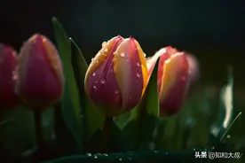 一个女人，真正的涵养：6个字图片