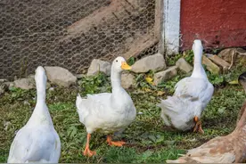发现个奇怪现象，鸡鸭鹅都是家禽，为何养鸡鸭的多，养鹅的特别少图片