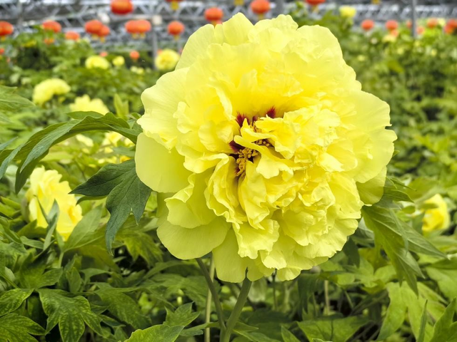 一路繁花向洛阳——游客赏花吟诵牡丹更浪漫