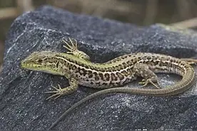 如果家里来了这四种动物，建议大家千万不要打，尤其是第四种图片