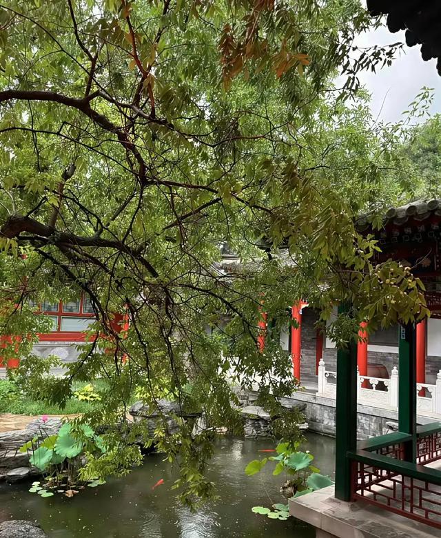李湘在平台晒自家北京小院，大到让网友以为是景区，真的太有钱了