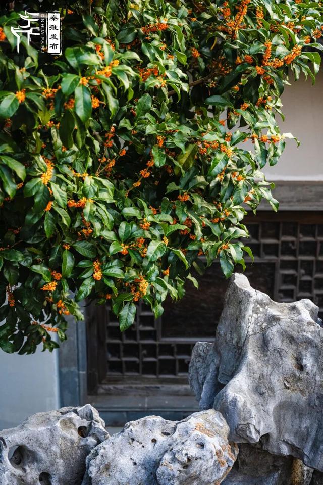 花样秦淮｜秋桂