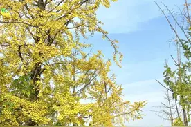 @成都:成都人，你有多久没去逛南湖公园了？图片