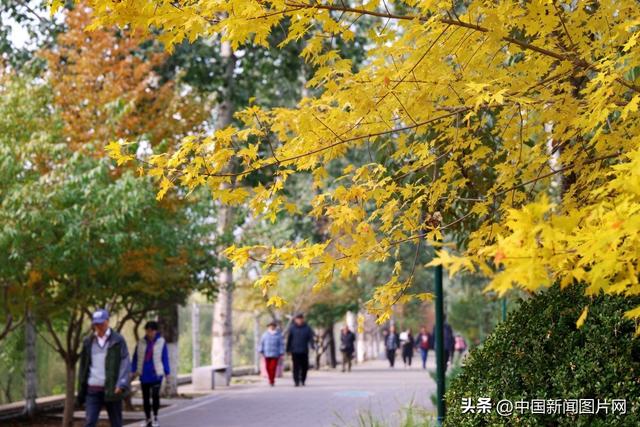 秋色正当时 玉渊潭公园推出四大网红打卡点