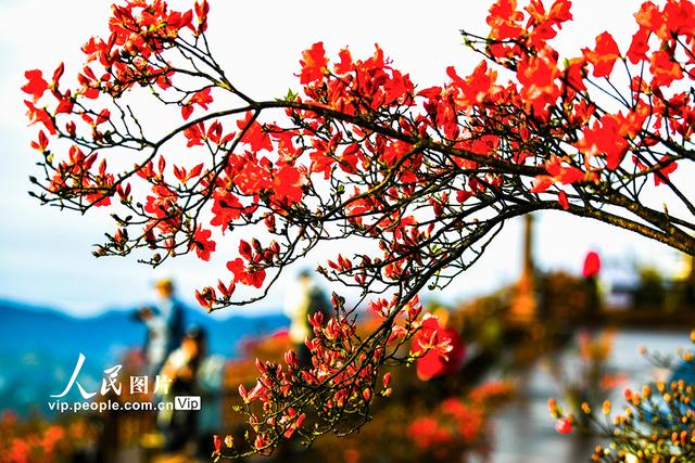 湖南双牌：杜鹃花开引客来