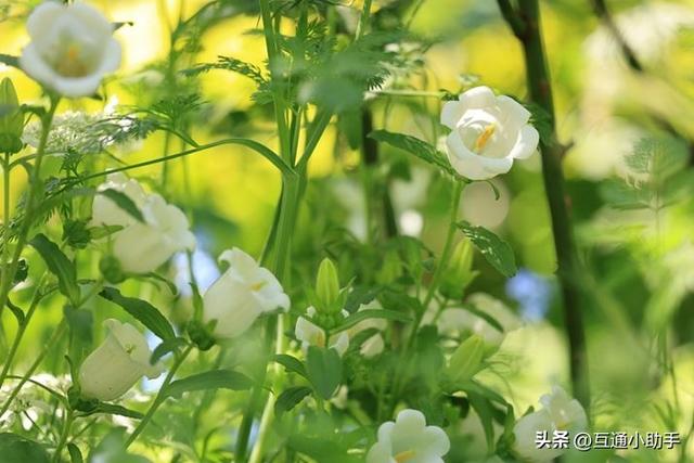 用佳能微距镜头拍出精美“花卉微距写真”的秘诀!