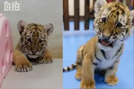 我，95后“奶妈”，带薪撸小老虎，给小狮子喂奶，和小熊睡觉图片