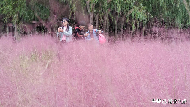 秋游河北悦山河 | 秋色满城，秦皇岛六大绝美场景等你解锁！