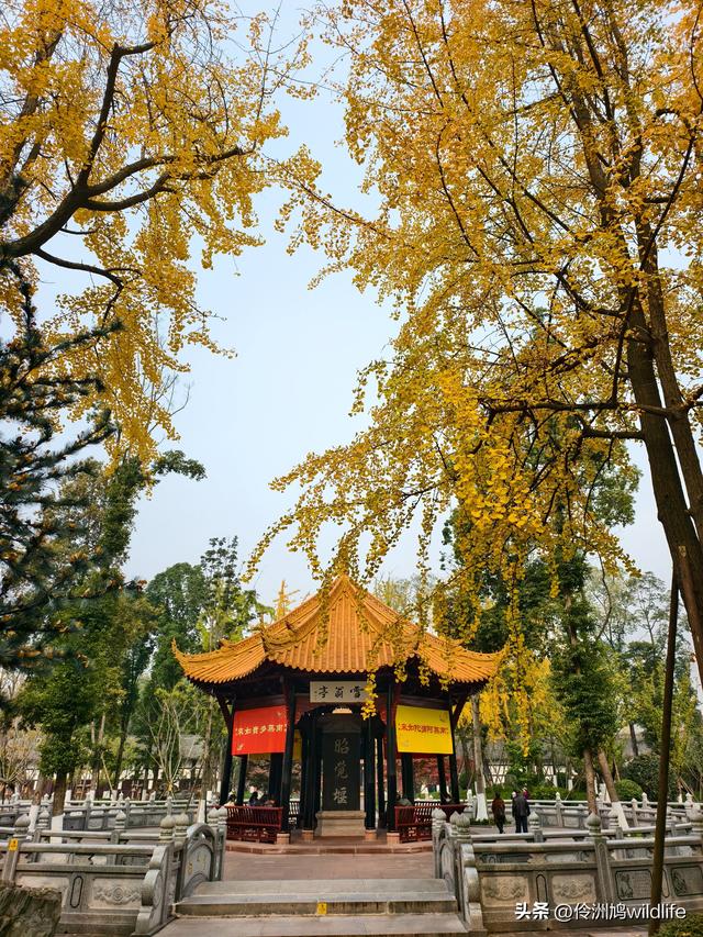 成都徒步（71）·昭觉寺银杏&升仙湖水杉