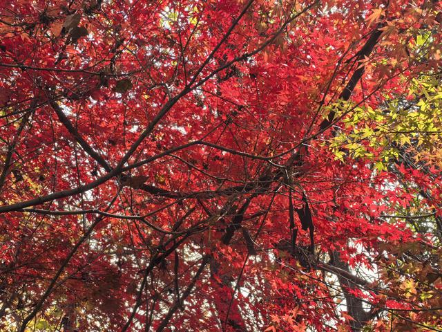 南京栖霞山一日徒步，游千年古刹，看漫山红叶