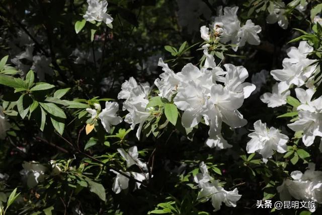 周末就冲！3月昆明赏花顶流杀疯了！杜鹃花海美到犯规，现在去正好！