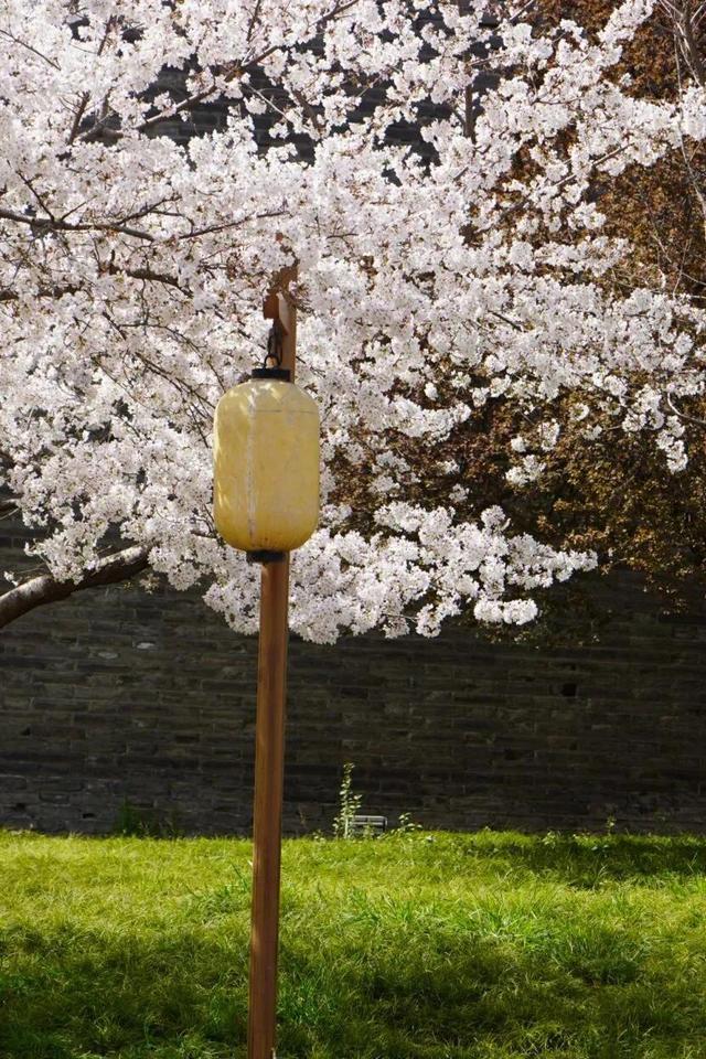 超全！陕西各地春日花海赴约指南