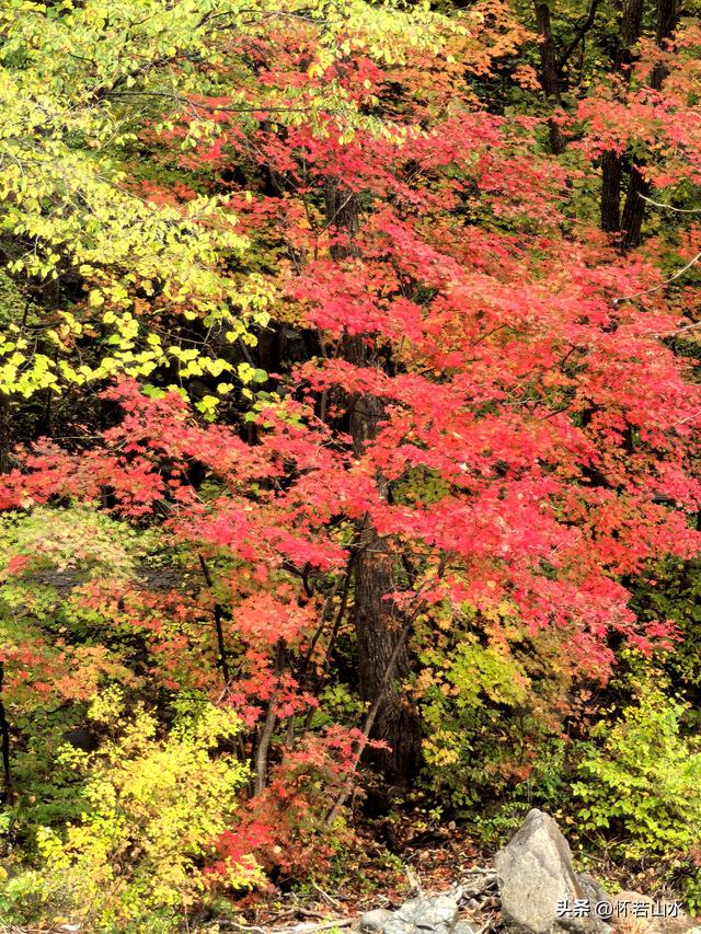 2025辽宁赏秋之旅日记(2)——游览丹东蒲石河森林公园