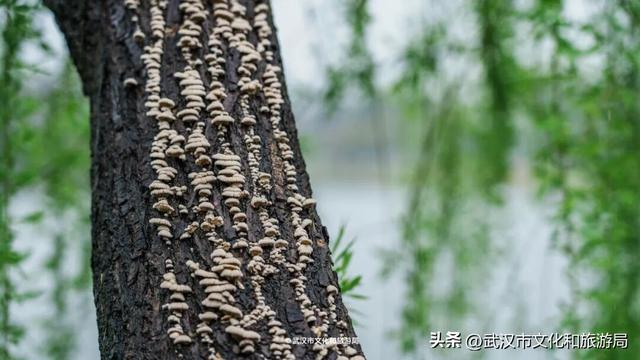 出门！今天来武汉，就是下江南