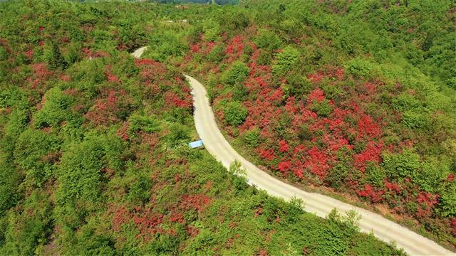富村普红：漫山杜鹃静待八方来客