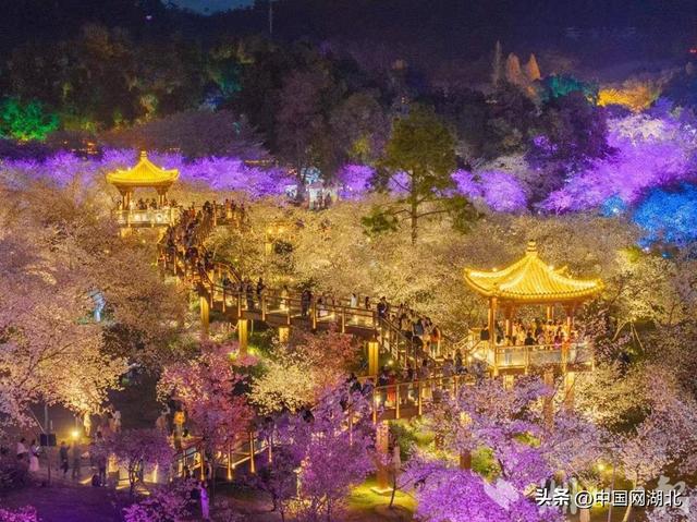 东湖樱花园开花率达8成，进入最佳观赏期