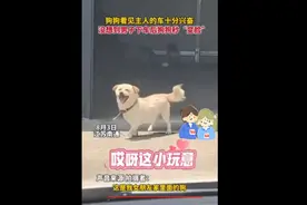 惊人一幕！狗狗见到主人男友上门，为何一秒变凶？背后原因暖心图片