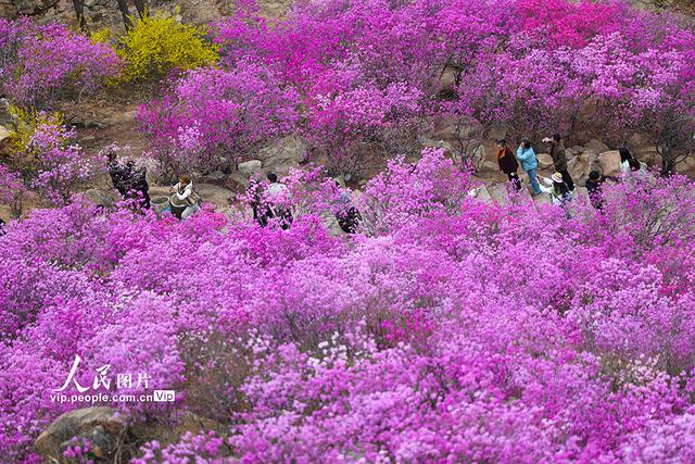 山东青岛：杜鹃花开