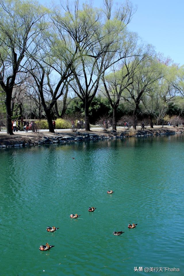 颐和美景三月天，柳丝垂岸水含烟