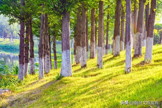 【乐游烟台】邂逅柳林河公园 开启生态宜居的森系时光