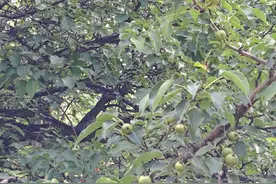138岁古梨树硕果满枝图片