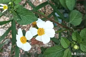 有趣的歇后语，句句爆梗！图片