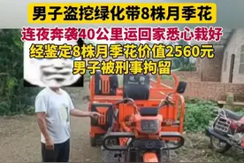 “采花大盗”挖走绿化带8株月季定价2560元：刑事拘留！悔不当初图片